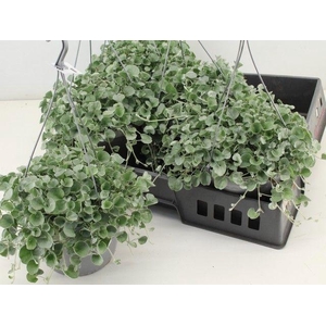 DICH ARG SILVER FALL