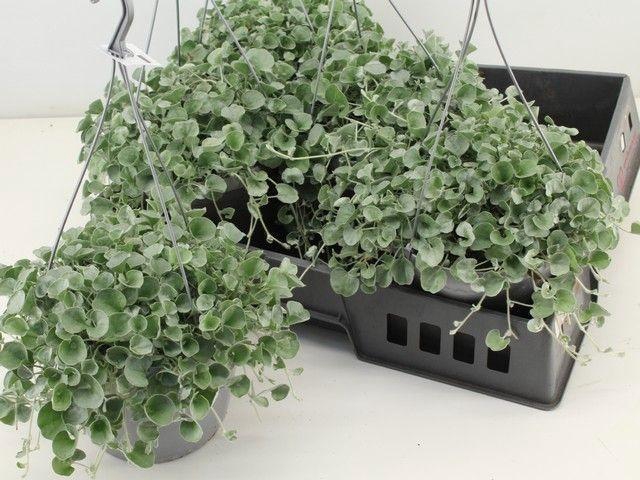 <h4>DICH ARG SILVER FALL</h4>