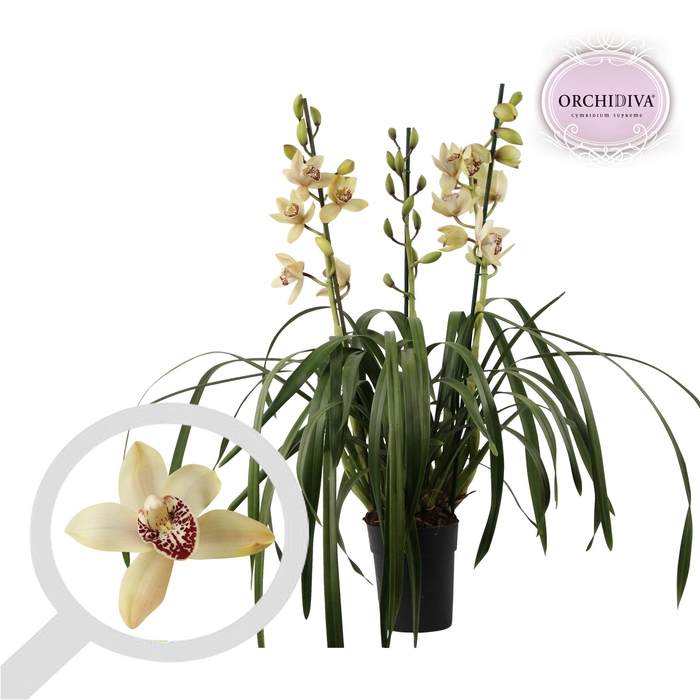 <h4>Cymbidium creme 3-4 tak</h4>