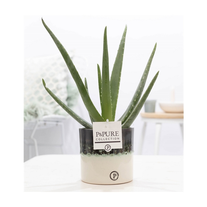 <h4>Aloe Vera in P&PURE Illusion cer. (perfectly imperfectable)</h4>