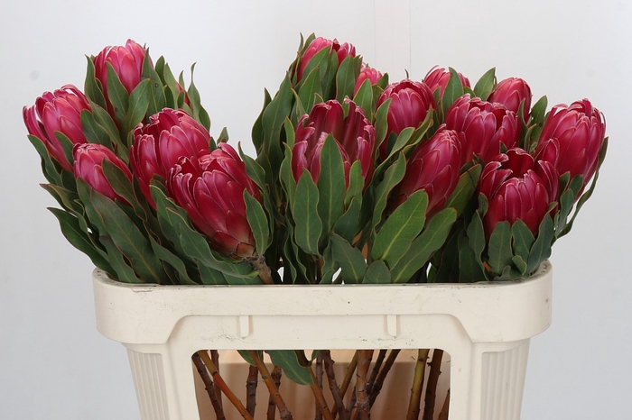 <h4>Protea Brenda</h4>