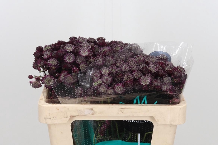 <h4>Astr Star Of Desire</h4>