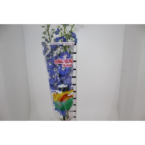 DELPHINIUM 090 CM AZUL