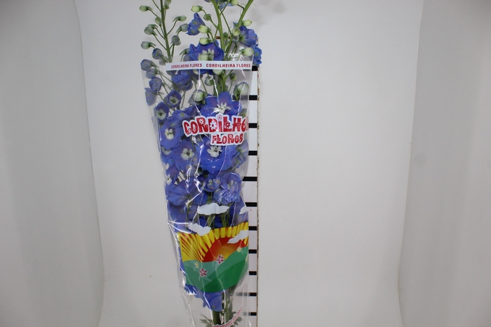 DELPHINIUM 090 CM AZUL
