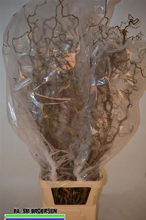 <h4>Coryl Av Contorta 130cm</h4>