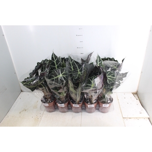 ALOCASIA POLLY P12