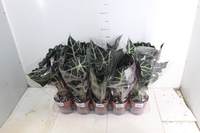ALOCASIA POLLY P12