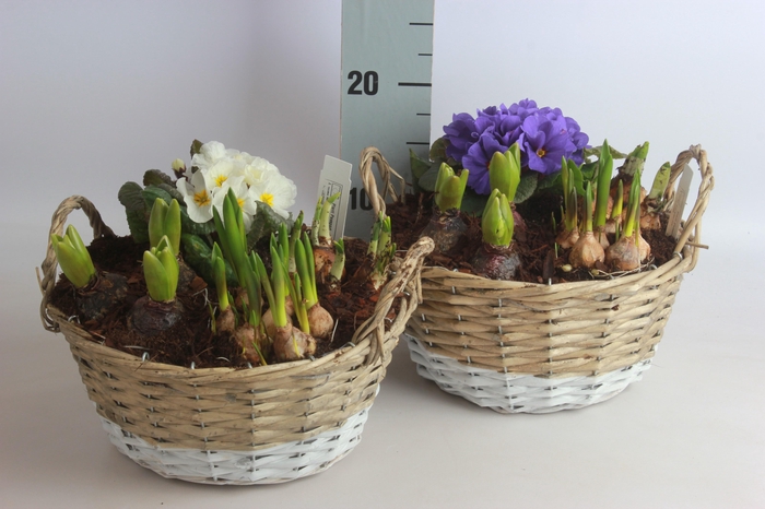 <h4>ARR BOL KNOLGEWAS</h4>