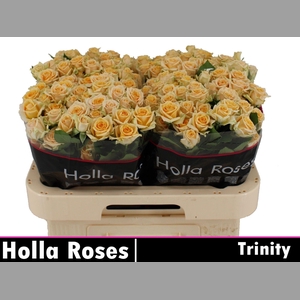 R TR TRINITY