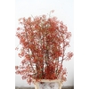 ROSA CORALLO ORANGE 150CM