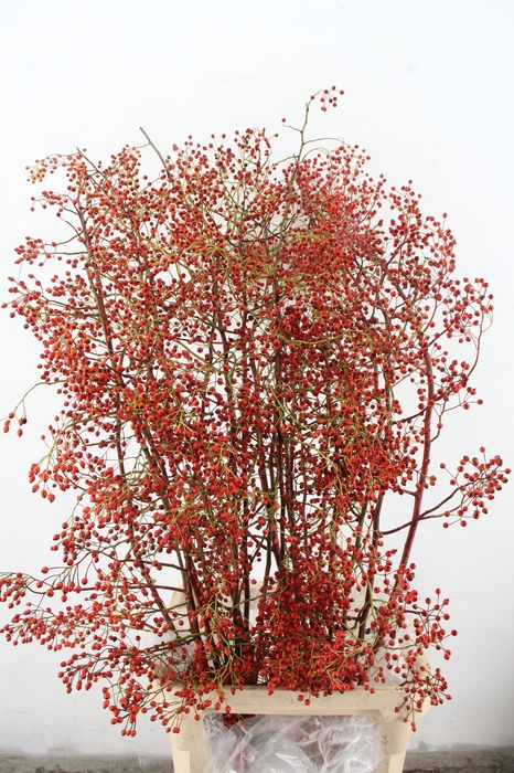 ROSA CORALLO ORANGE 150CM