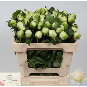 PAEO L BRIDAL SHOWER