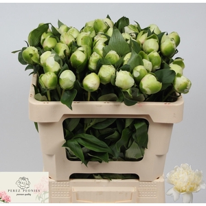 PAEO L BRIDAL SHOWER