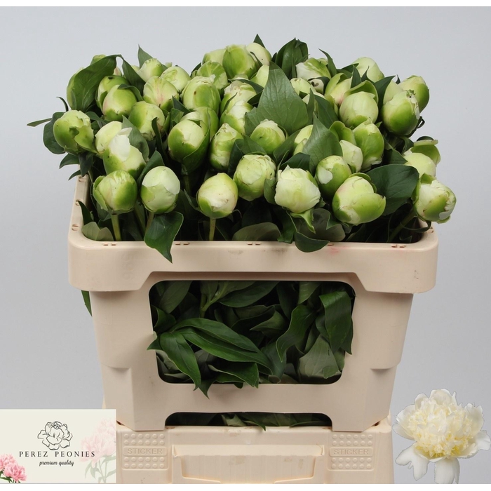 <h4>PAEO L BRIDAL SHOWER</h4>