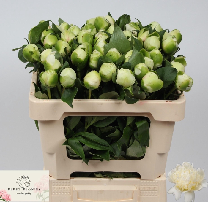 PAEO L BRIDAL SHOWER