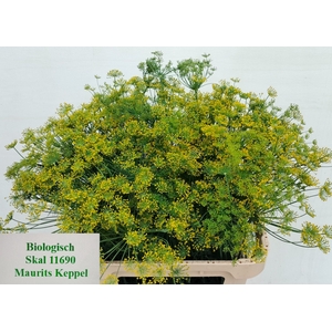 ANET GRAVEOLENS