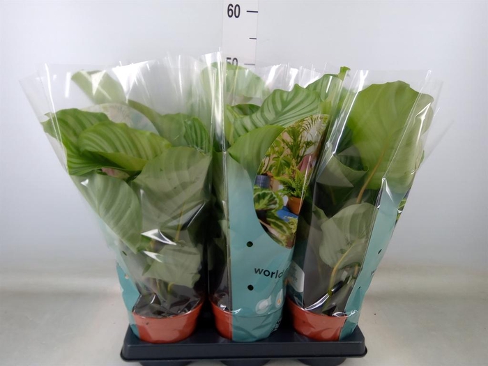 <h4>Calathea orbifolia</h4>