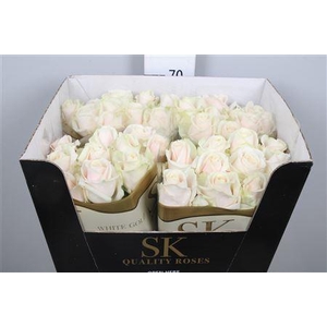 R Gr Lovely Avalanc+