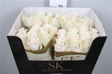 <h4>R Gr Lovely Avalanc+</h4>