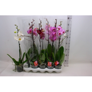 PHAL GEM