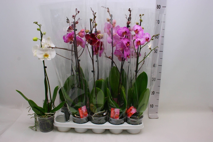 <h4>PHAL GEM</h4>