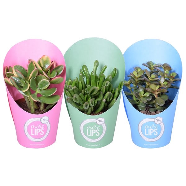 <h4>MoreLIPS® Crassula mix 10,5 cm in potcover vanaf 4 lagen</h4>