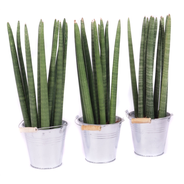 <h4>Sansevieria cylindrica spike 12 cm in zinken emmer</h4>