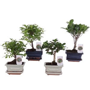 Bonsai Mixed in ø12cm Ceramic with Saucer