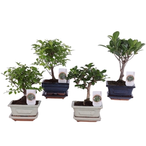Bonsai Mixed in ø12cm Ceramic with Saucer