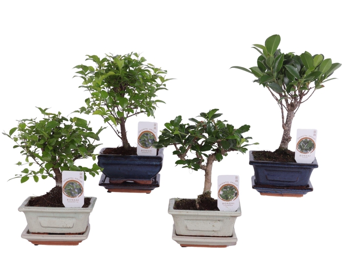 <h4>Bonsai Mixed in ø12cm Ceramic with Saucer</h4>