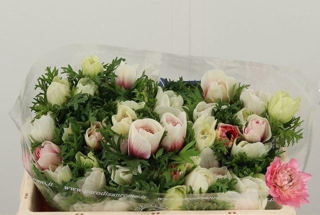 <h4>ANEM CO CARILL PINK</h4>