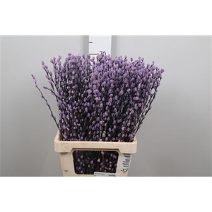 Salix Klb Milka