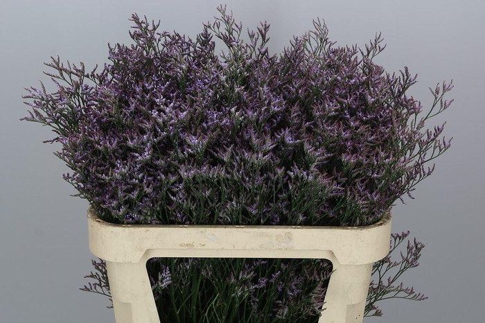 <h4>Limon Safora Lilac</h4>