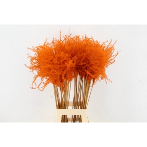 DF Miscanthus 90cm Orange