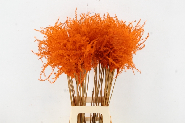<h4>DF Miscanthus 90cm Orange</h4>