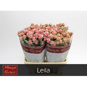 R TR LEILA