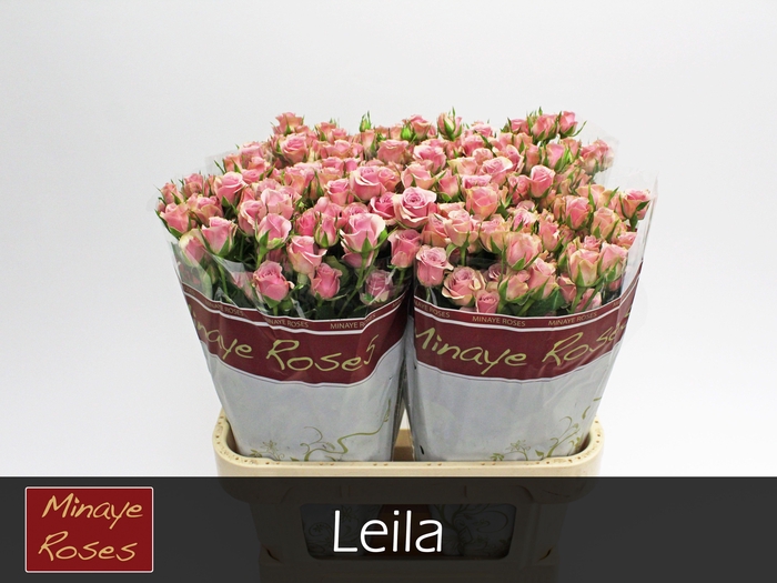 <h4>R TR LEILA</h4>