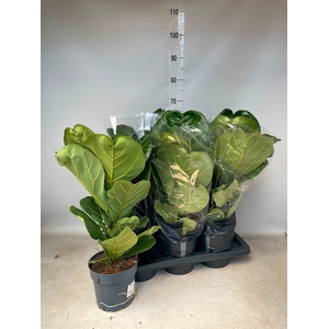 FICUS LYRATA