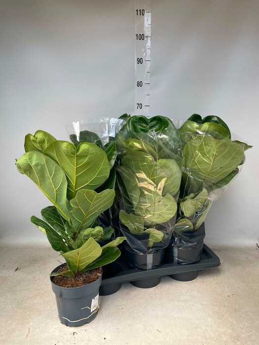 <h4>FICUS LYRATA</h4>