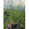Ceanothus overig