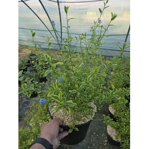 Ceanothus overig