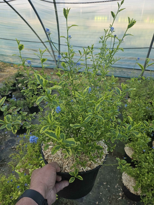 <h4>Ceanothus overig</h4>