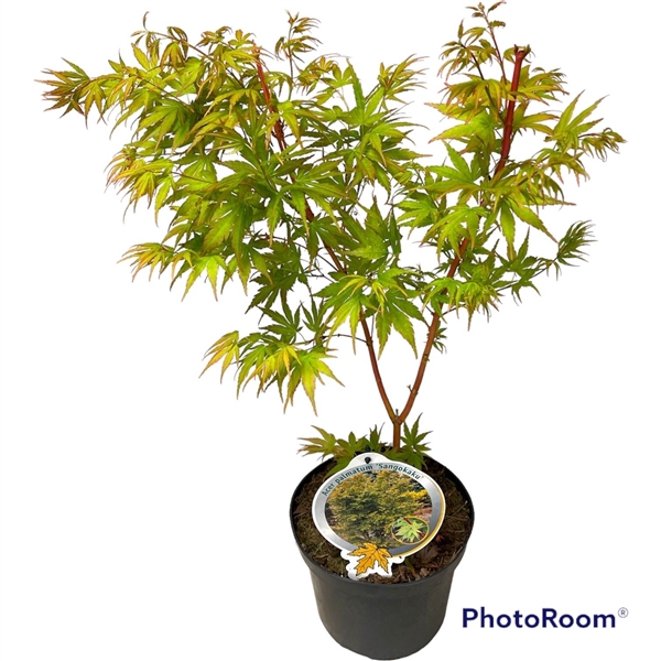 <h4>Acer pal. 'Sangokaku' 40-50 P19</h4>