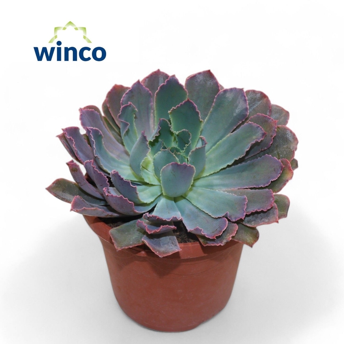 <h4>Echeveria Neonbreaker</h4>