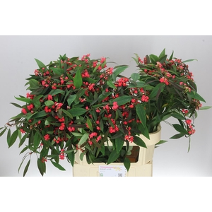 Euphorbia F T Marielle