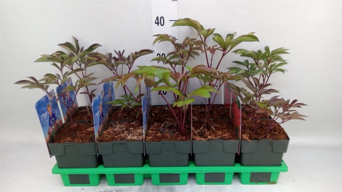 <h4>Paeonia lact. 'Karl Rosenf'</h4>