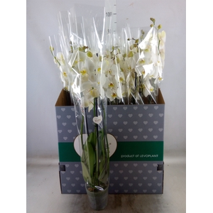 Phalaenopsis   ...white