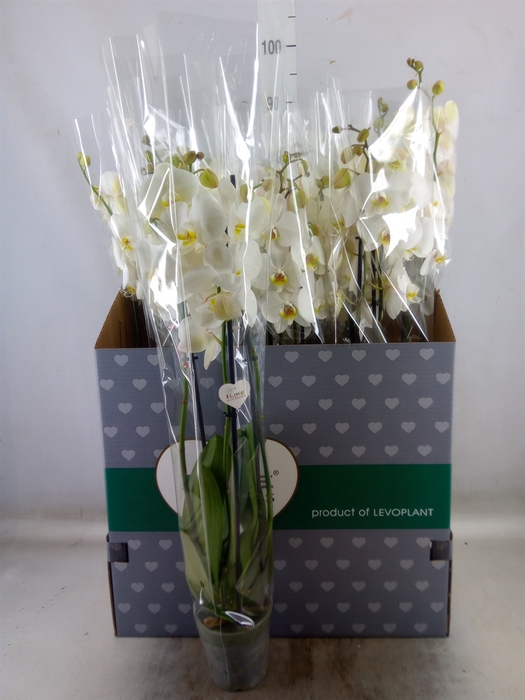 <h4>Phalaenopsis   ...white</h4>