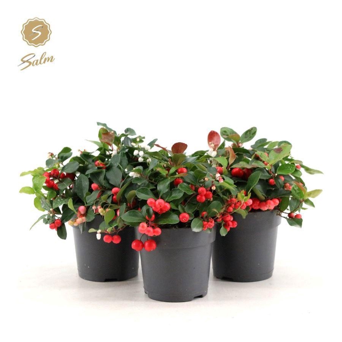 <h4>Gaultheria pr. 'Big Berry'® P12</h4>