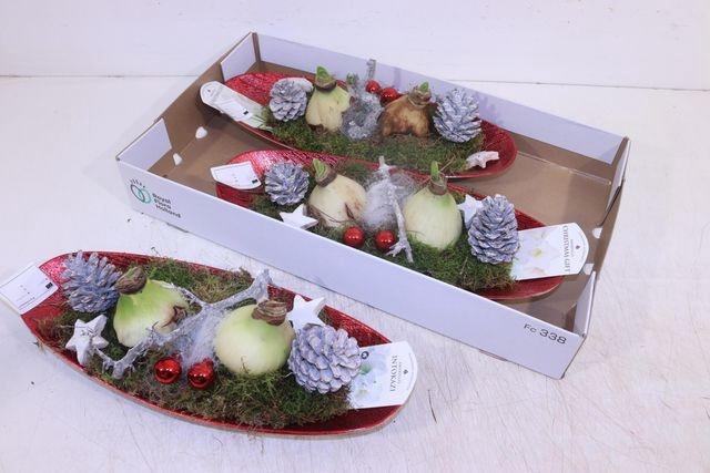 <h4>ARR HIPPEASTRUM RED</h4>